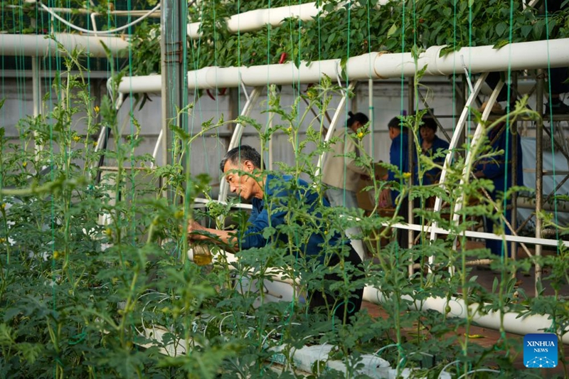 Maandalizi ya Maonesho ya 27 ya kimataifa ya Sayansi na Teknolojia ya Mboga ya China (Shouguang) yaingia hatua ya mwisho