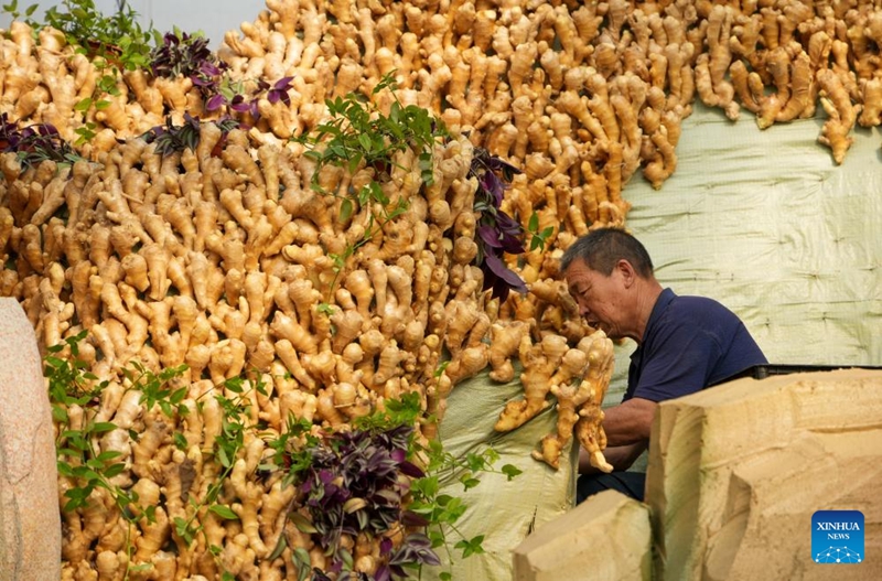 Maandalizi ya Maonesho ya 27 ya kimataifa ya Sayansi na Teknolojia ya Mboga ya China (Shouguang) yaingia hatua ya mwisho