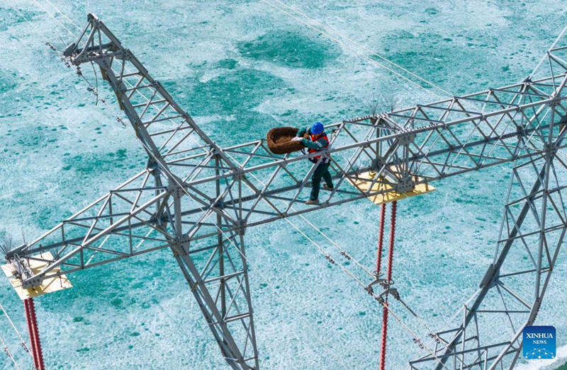 Xinjiang yaweka viota vya Ndege ili kutunza ndege wanaohamahama na kuhifadhi Nyaya za Umeme