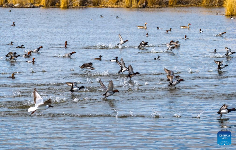 Xinjiang yaweka viota vya Ndege ili kutunza ndege wanaohamahama na kuhifadhi Nyaya za Umeme