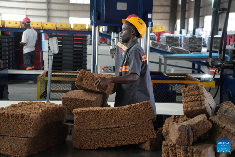 Mfanyakazi akipima uzito wa vipande vya mpira vilivyosindikwa kwenye kiwanda cha kusindika mpira kinachomilikiwa na kampuni ya Kundi la Mainland ya China, San Pedro, Cote d'Ivoire, Aprili 9, 2026. (Xinhua/Zhang Jian)
