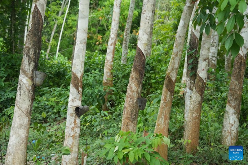 Sera ya ushuru-sifuri ya China yafungua fursa mpya kwa sekta ya mpira ya Cote d'Ivoire