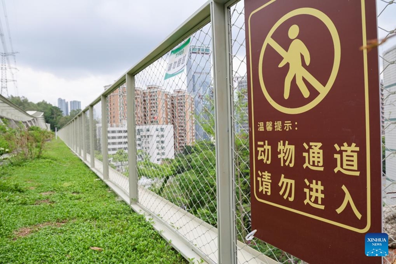 Mji wa Shenzhen, China wafuatilia njia ya kipekee ya uhifadhi wa bioanuwai katika maeneo ya mijini