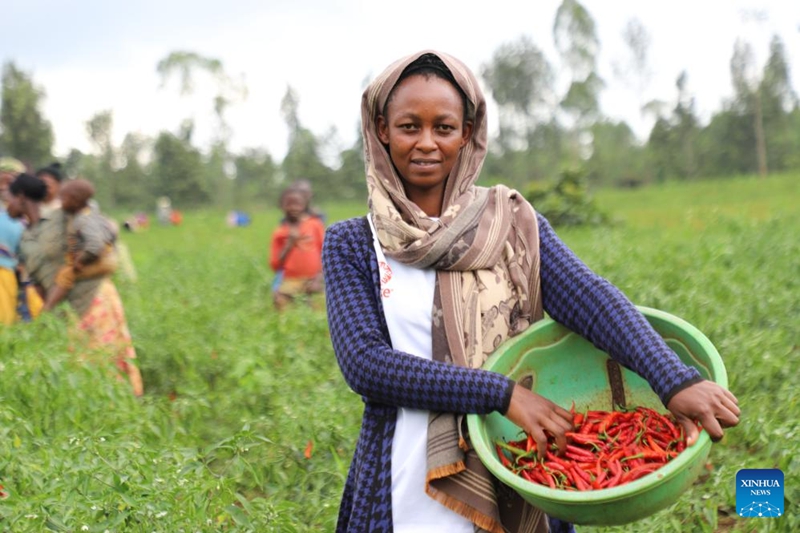 Mkulima Deborah Muhawenimana akipiga picha akiwa na pilipili freshi iliyochumwa punde katika Kijiji cha Ibiza cha Wilaya ya Kayonza katika Mkoa wa Mashariki, Rwanda, Aprili 14, 2026. (Xinhua/Ju Yinhe)