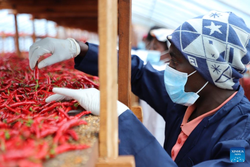 Sera ya Ushuru-sifuri ya China yabadilisha maisha ya wakulima wa pilipili wa Rwanda