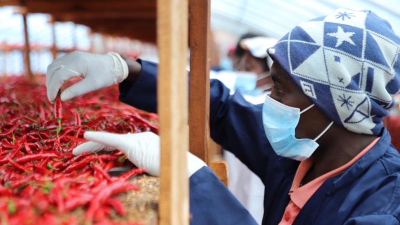 Sera ya Ushuru-sifuri ya China yabadilisha maisha ya wakulima wa pilipili wa Rwanda
