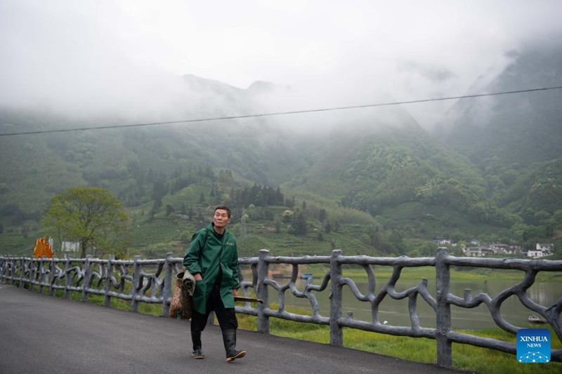 Mkulima wa chai akitembea kuelekea kwenye  shamba la chai  la Kijiji cha Houkeng cha Eneo la Huangshan la Mji wa Huangshan, Mkoa wa Anhui, mashariki mwa China, Aprili 24, 2026. (Xinhua/Zhang Duan)