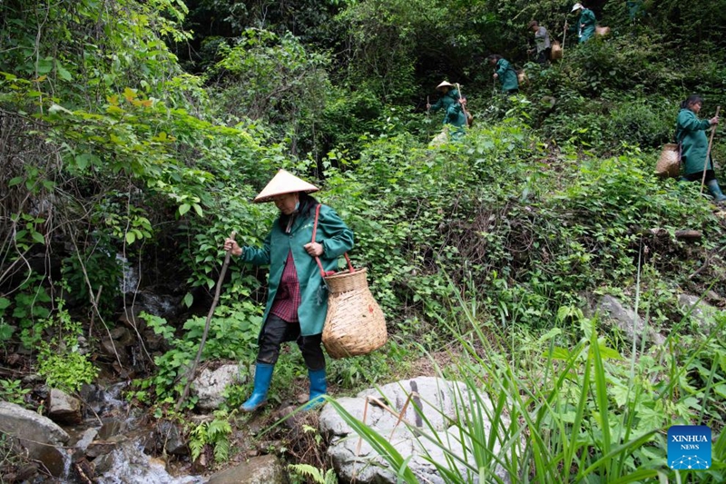 Wakulima wa chai waleta harufu nzuri kutoka milimani kwa wateja wa mijini mkoani Anhui