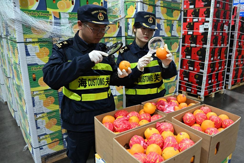 Maofisa wa Forodha ya Shanghai wakifanya ukaguzi kwa machungwa kutoka Misri, Mei 1, 2026. (Xinhua)