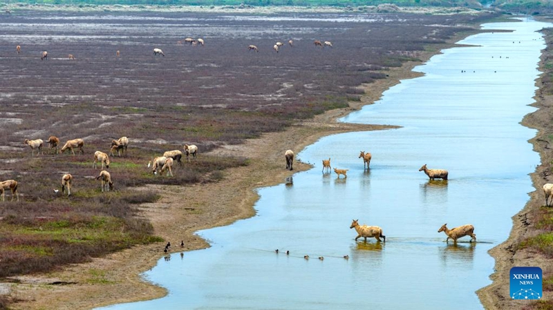 Ardhi oevu ya Tiaozini katika Mkoa wa Jiangsu, China yajenga makazi bora kwa kulungu wa milu