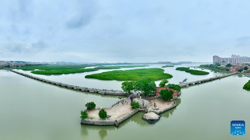Picha ikionyesha misitu ya mikoko na Daraja la Luoyang katika Mji wa Quanzhou, Mkoa wa Fujian, kusini mashariki mwa China, Mei 15, 2026. (Xinhua/Jiang Kehong)