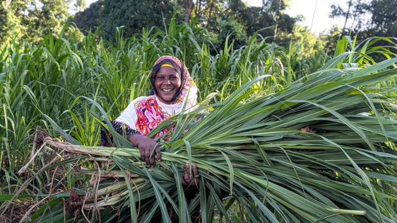 Tahiya Bauso Massawe, mkulima na mfugaji wa ng’ombe wa maziwa kutoka Tanzania, akiwa amebeba nyasi freshi za Juncao zilizovunwa punde, Zanzibar, Tanzania, Mei 12, 2026. (Xinhua/Nurdin Pallangyo)