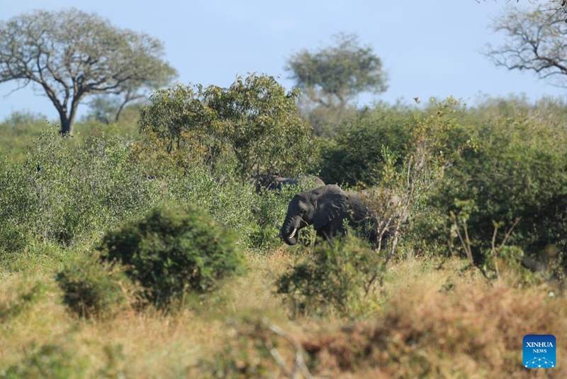 Hifadhi ya Taifa ya Kruger ya Afrika Kusini yaadhimisha miaka 100