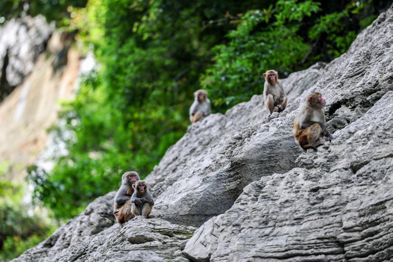 Picha hii iliyopigwa Mei 31, 2026 ikionyesha tumbili macaque wakiwa porini kwenye eneo la vivutii vya utalii la Magenge Matatu Madogo katika Wilaya ya Wushan, huko Chongqing, kusini magharibi mwa China. (Xinhua/Huang Wei)