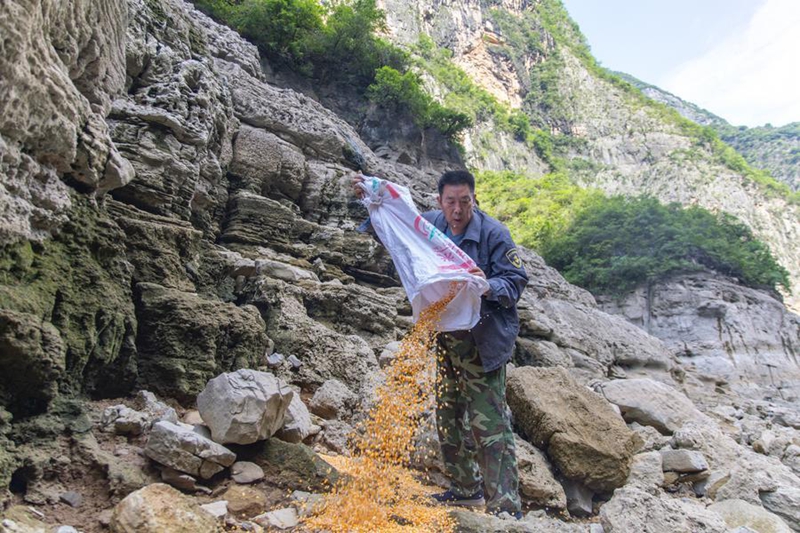 Uhifadhi wa tumbili macaque kusini-magharibi mwa China wapata maendeleo