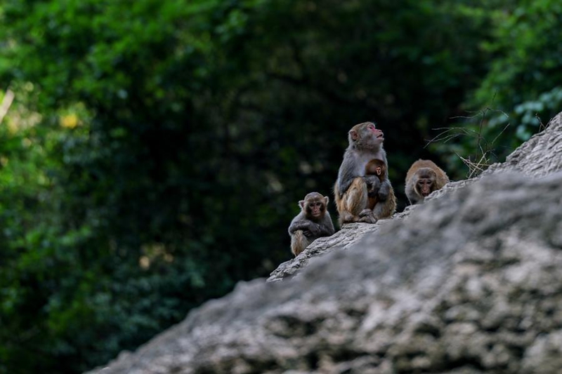 Uhifadhi wa tumbili macaque kusini-magharibi mwa China wapata maendeleo
