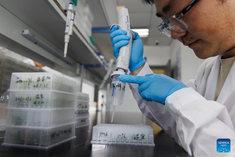 Mtafiti akitoa DNA kutoka kwenye sampuli za mahindi katika maabara ya Kituo cha Ubora wa Sayansi za Molekuli za Mimea (CEMPS) cha Akademia ya Sayansi ya China (CAS), Shanghai, mashariki mwa China, Juni 2, 2026. (Xinhua/Jin Liwang)