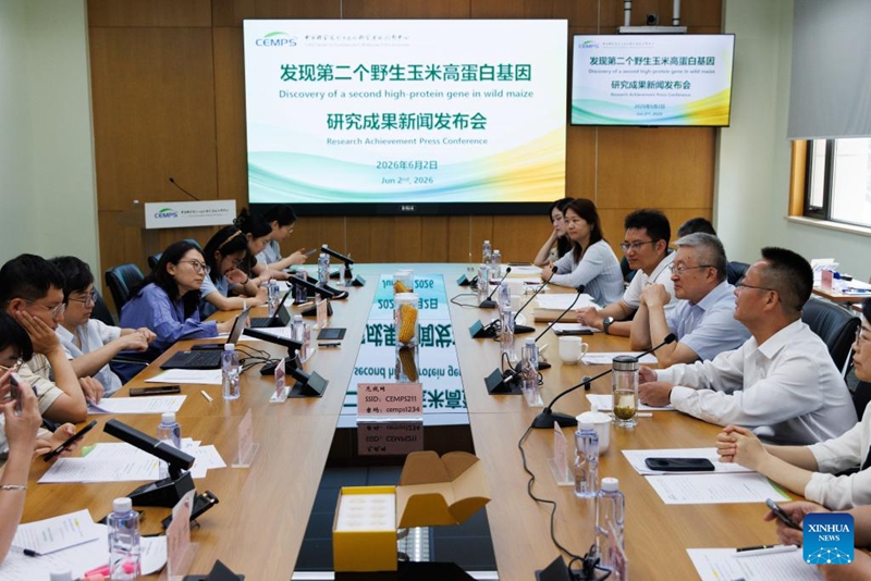 Picha iliyopigwa Juni 2, 2026 ikionyesha mkutano na waandishi wa habari wa mafanikio ya utafiti katika Kituo cha Ubora wa Sayansi za Molekuli za Mimea (CEMPS) cha Akademia ya Sayansi ya China (CAS), Shanghai, mashariki mwa China, Juni 2, 2026. (Xinhua/Jin Liwang)