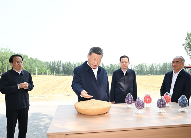 Rais wa China Xi Jinping, ambaye pia ni katibu mkuu wa Kamati Kuu ya Chama cha Kikomunisti cha China (CPC) na mwenyekiti wa Kamati Kuu ya Kijeshi ya China (CMC), akifahamishwa kuhusu mavuno ya ngano, upandaji wa mahindi, na pembejeo za kilimo katika Kijiji cha Dongyujia cha Eneo la Lingcheng la Mji wa Dezhou, Mkoa wa Shandong, mashariki mwa China, Juni 24, 2026. (Xinhua/Yan Yan)