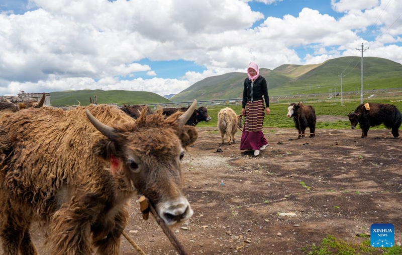 Tatso akitembea kwenye eneo la malisho ya mifugo mbele ya nyumba yake katika Wilaya ya Damxung ya Lhasa, Mkoa Unaojiendesha wa Xizang, kusini magharibi mwa China, Juni 21, 2026. (Xinhua/Tenzin Nyida)
