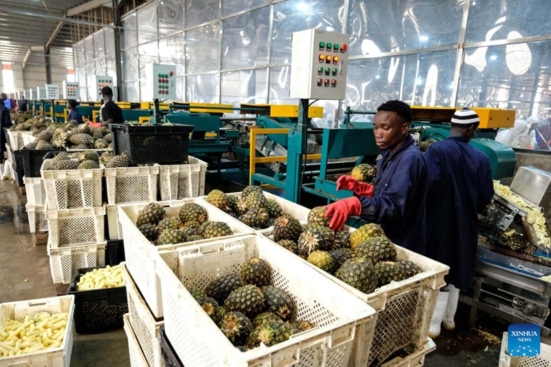 Picha iliyopigwa Julai 23, 2026 ikionesha kiwanda cha kusindika nanasi kwenye Kongani ya Viwanda ya Ushirikiano wa Kilimo kati ya China na Uganda katika Wilaya ya Luwero, Uganda. (Picha na Hajarah Nalwadda/Xinhua)
