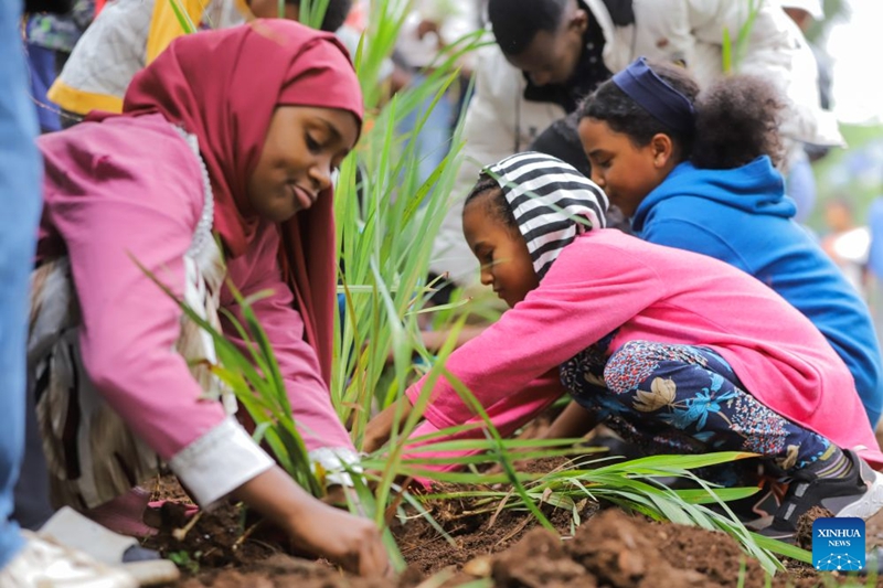 Watu wakishiriki kwenye kampeni ya nchi nzima ya upandaji miti ikiwa ni sehemu ya Mpango mkuu wa Urithi wa Kijani wa nchi hiyo mjini Addis Ababa, mji mkuu wa Ethiopia, Agosti 3, 2026. (Picha na Michael Tewelde/Xinhua)