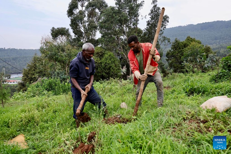 Watu wanashiriki kwenye kampeni ya nchi nzima ya upandaji miti kama sehemu ya Mpango mkuu wa Urithi wa Kijani wa nchi hiyo mjini Addis Ababa, mji mkuu wa Ethiopia, Agosti 3, 2026. (Xinhua/Geng Xinning)