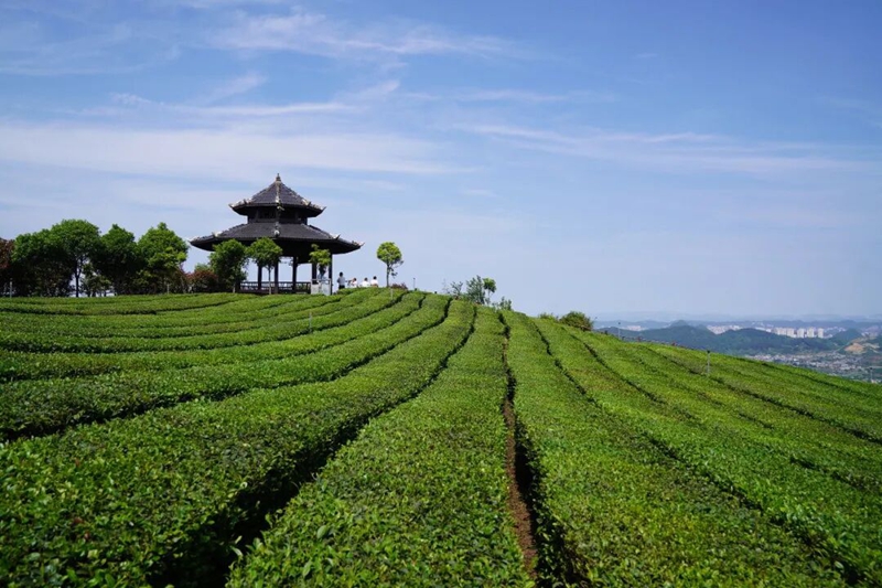 Bustani ya shamba la chai ya Jiuan katika Huaxi, Guiyang. Picha na Sun Cao.