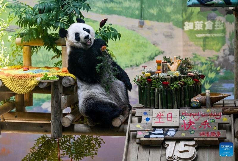 Panda Xing Mei asherehekewa siku ya kuzaliwa ya kutimiza miaka 15 mjini Tianjin, China