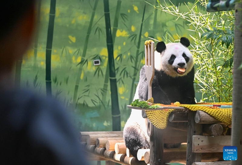 Panda Xing Mei asherehekewa siku ya kuzaliwa ya kutimiza miaka 15 mjini Tianjin, China