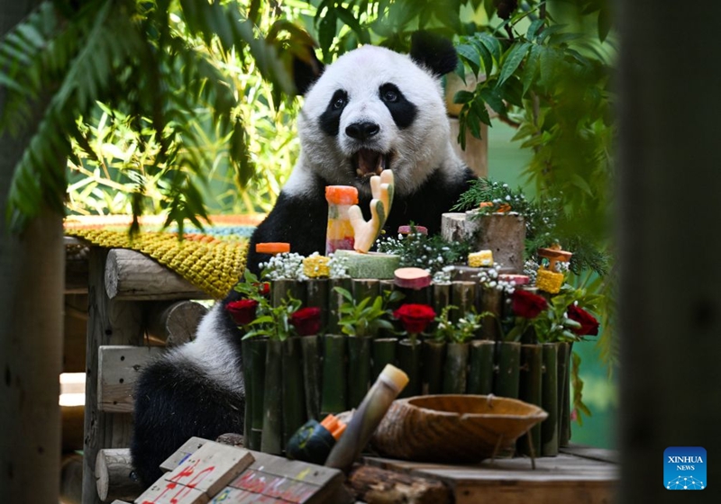 Panda Xing Mei asherehekewa siku ya kuzaliwa ya kutimiza miaka 15 mjini Tianjin, China