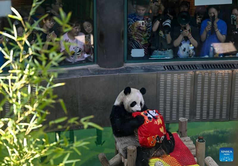 Panda Xing Mei asherehekewa siku ya kuzaliwa ya kutimiza miaka 15 mjini Tianjin, China