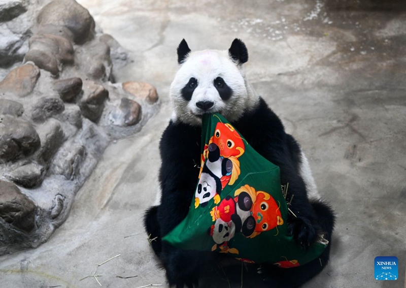 Panda Xing Mei asherehekewa siku ya kuzaliwa ya kutimiza miaka 15 mjini Tianjin, China