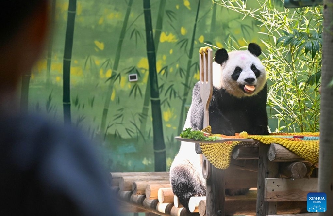 Panda Xing Mei asherehekewa siku ya kuzaliwa ya kutimiza miaka 15 mjini Tianjin, China