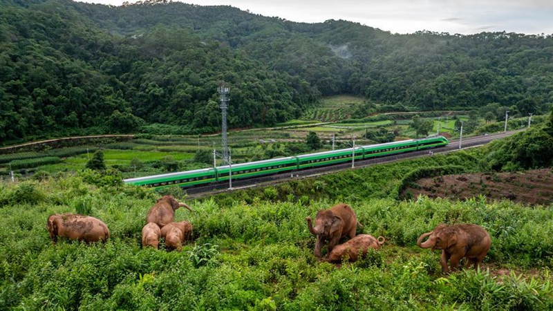 Tembo mwitu wa Asia wapewa huduma bora zaidi katika Mkoa wa Yunnan kusini-magharibi mwa China