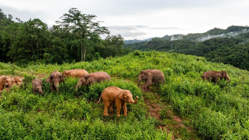 Tembo mwitu wa Asia wapewa huduma bora zaidi katika Mkoa wa Yunnan kusini-magharibi mwa China