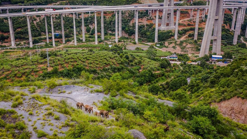 Tembo mwitu wa Asia wapewa huduma bora zaidi katika Mkoa wa Yunnan kusini-magharibi mwa China