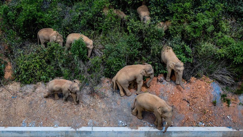 Tembo mwitu wa Asia wapewa huduma bora zaidi katika Mkoa wa Yunnan kusini-magharibi mwa China