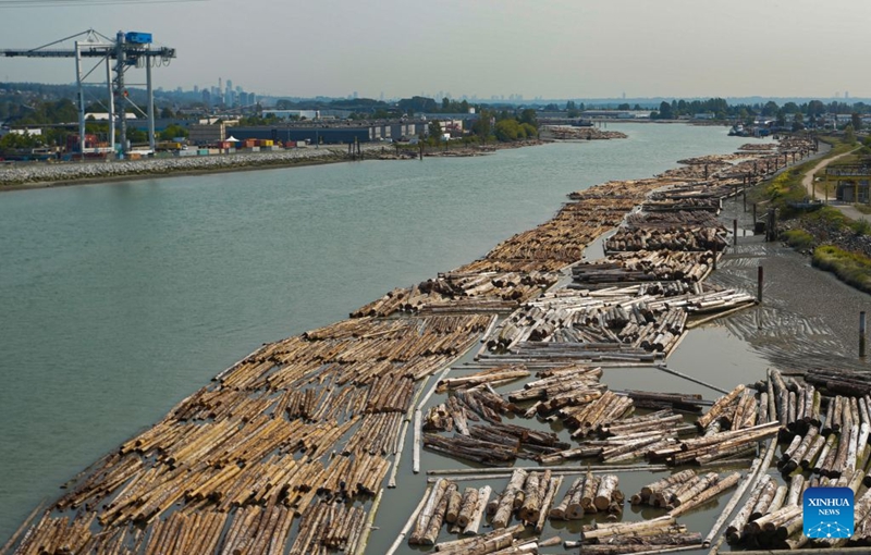 Magogo ya mbao yakionekana yakielea kwenye Mto Fraser, Vancouver, British Columbia, Canada, Agosti 25, 2026. (Picha na Liang Sen/Xinhua)