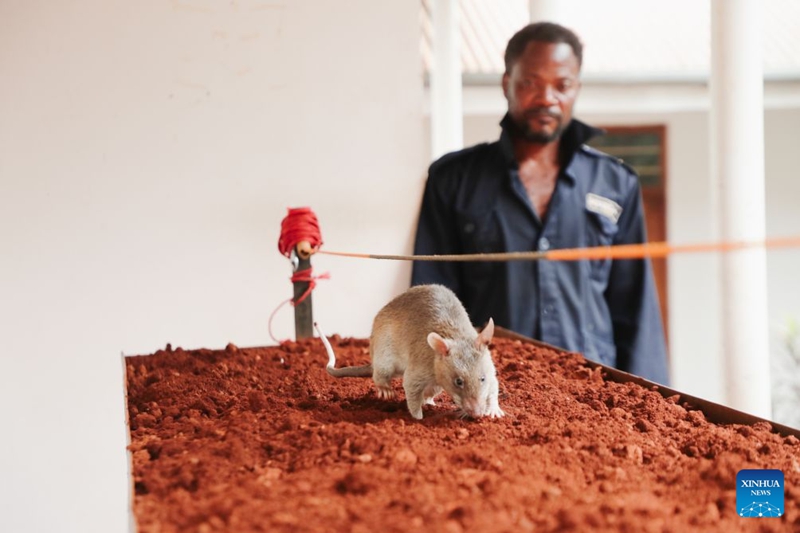 Namna panya wa Tanzania wabobezi wa harufu wanavyo kuwa waokoaji wa maisha wasiotarajiwa