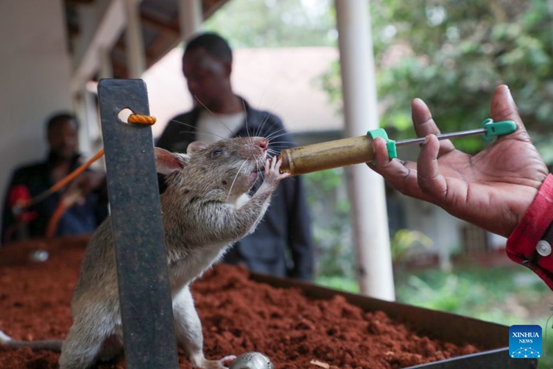 Namna panya wa Tanzania wabobezi wa harufu wanavyo kuwa waokoaji wa maisha wasiotarajiwa
