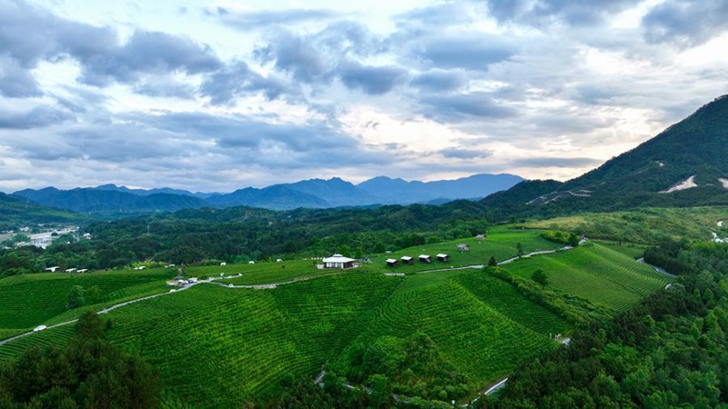 Picha iliyopigwa Mei 15, 2026 ikionyesha mandhari ya shamba la chai katika Kijiji cha Luxi cha Wilaya ya Jingde mkoani Anhui, mashariki mwa China. (Xinhua/Zhou Mu)