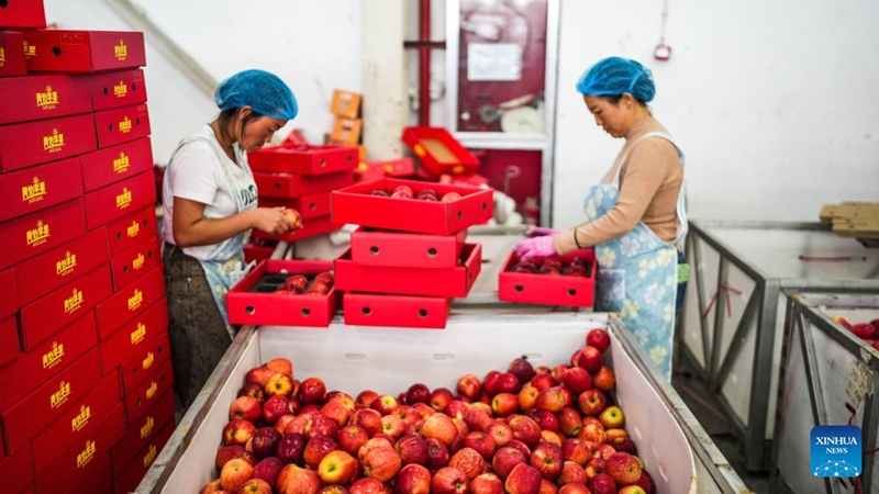 Matufaha ya kuiva mapema katika Mkoa wa Guizhou, China yaingia msimu wa mavuno
