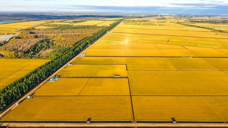 Mashamba ya mpunga yaingia kwenye msimu wa mavuno huko Heilongjiang, China