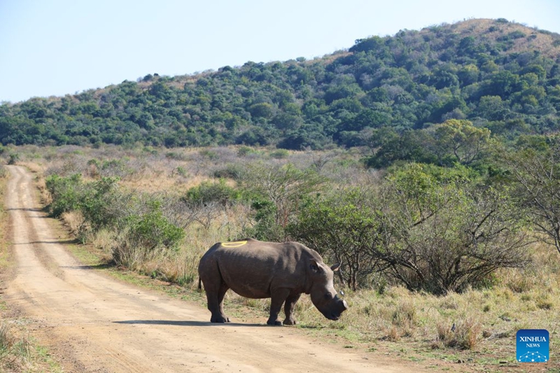 Teknolojia ya kisasa yaimarisha ulinzi wa faru katika hifadhi ya kihistoria ya Afrika Kusini